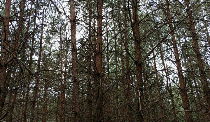 Działka leśna Nowy Dwór