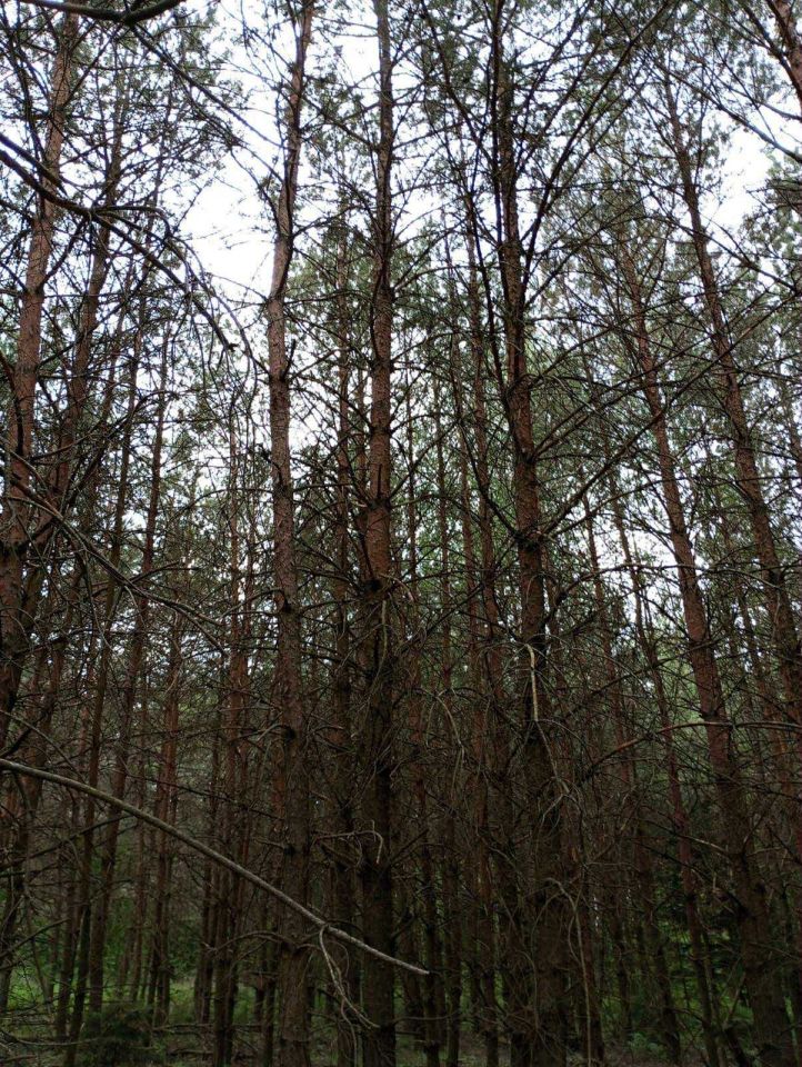 Działka leśna Nowy Dwór