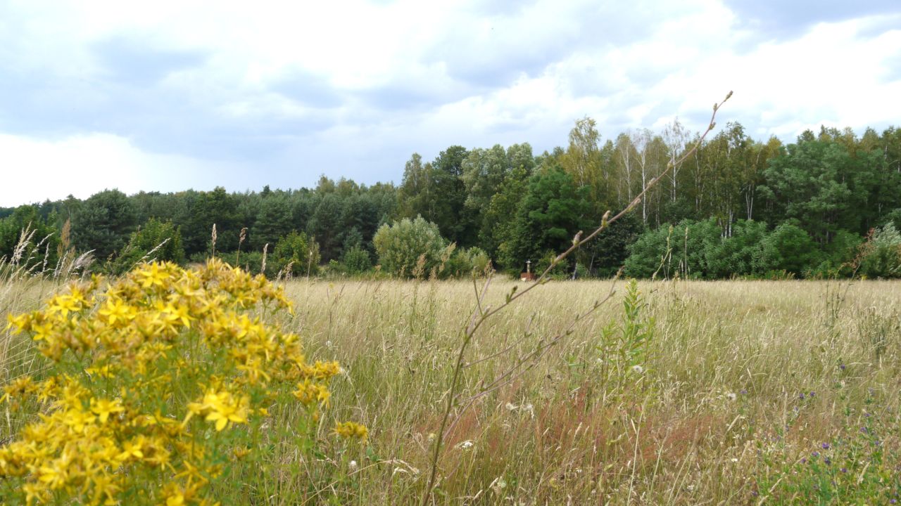 Działka budowlana Stara Huta. Zdjęcie 8