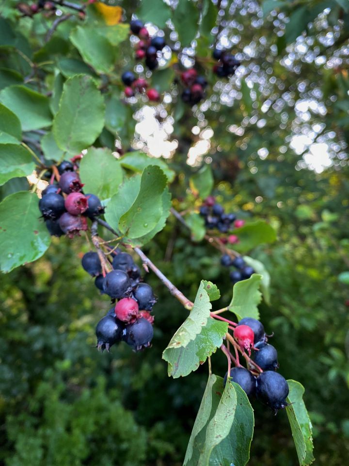 Działka rod Gdańsk. Zdjęcie 30