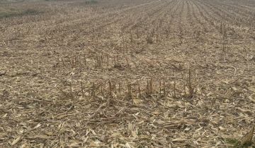 Działka budowlana Poręba Wielka, ul. Zachodnia