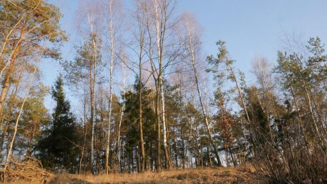 Działka rolno-budowlana Hornostaje-Osada. Zdjęcie 1