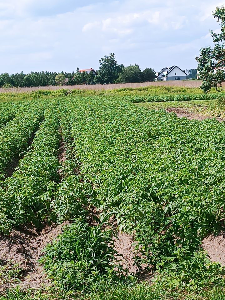 Działka budowlana Gostkowo. Zdjęcie 8