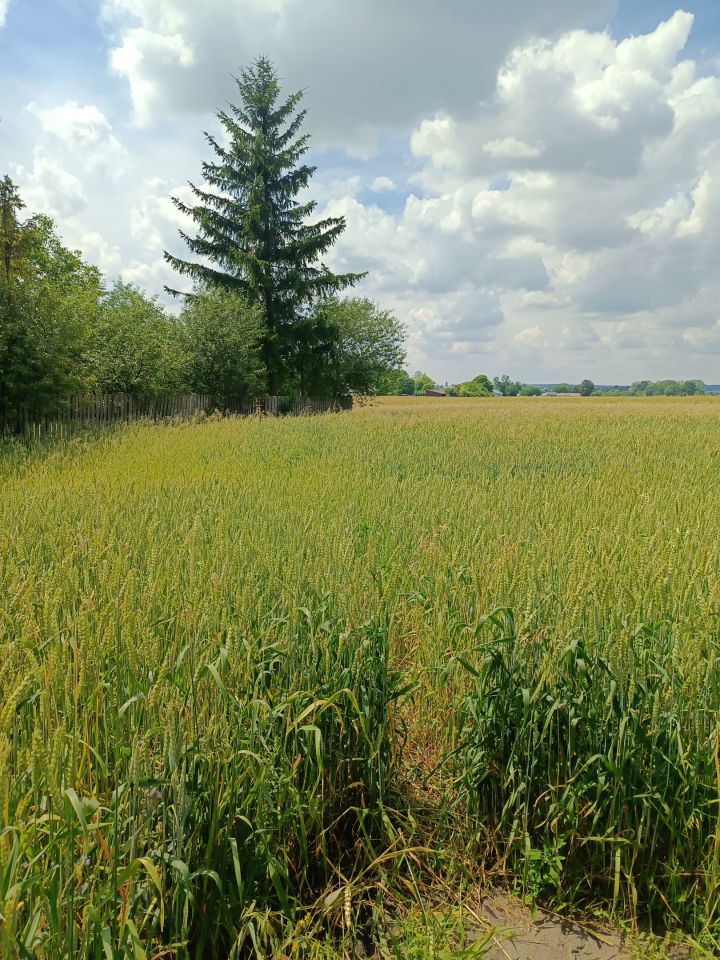 Działka budowlana Depułtycze Królewskie. Zdjęcie 2