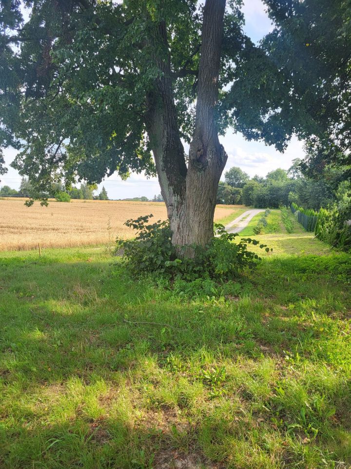 siedlisko Średnie Małe. Zdjęcie 7