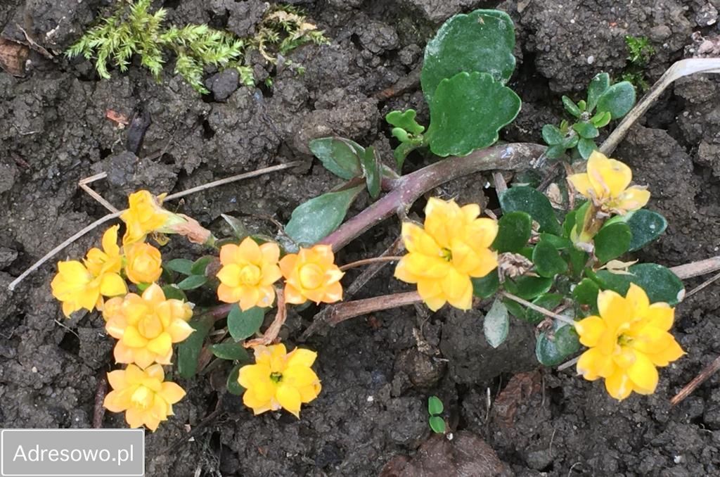 Działka rod Bielsko-Biała Kamienica. Zdjęcie 5