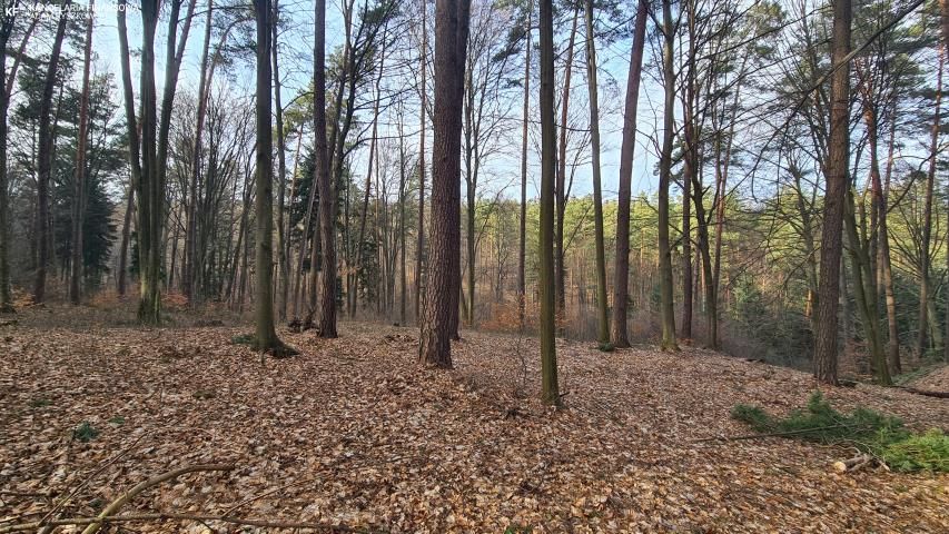 Działka leśna Bondyrz. Zdjęcie 6