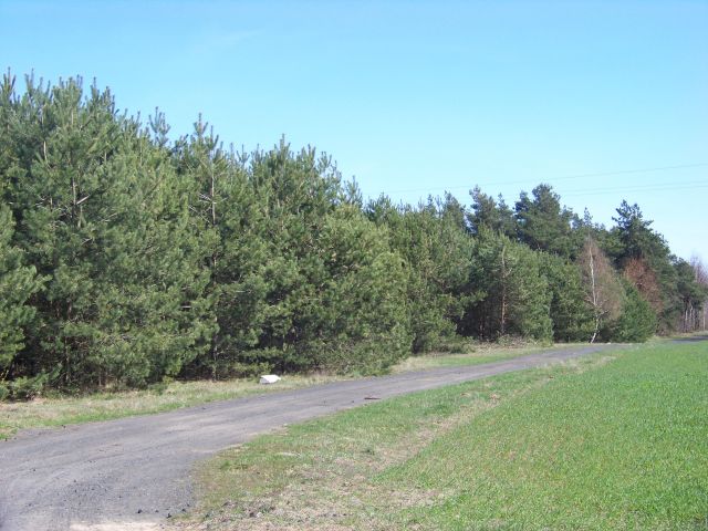 Działka rolna Kowalewo. Zdjęcie 1