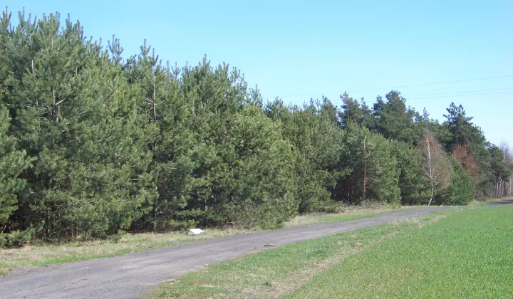 Działka rolna Kowalewo