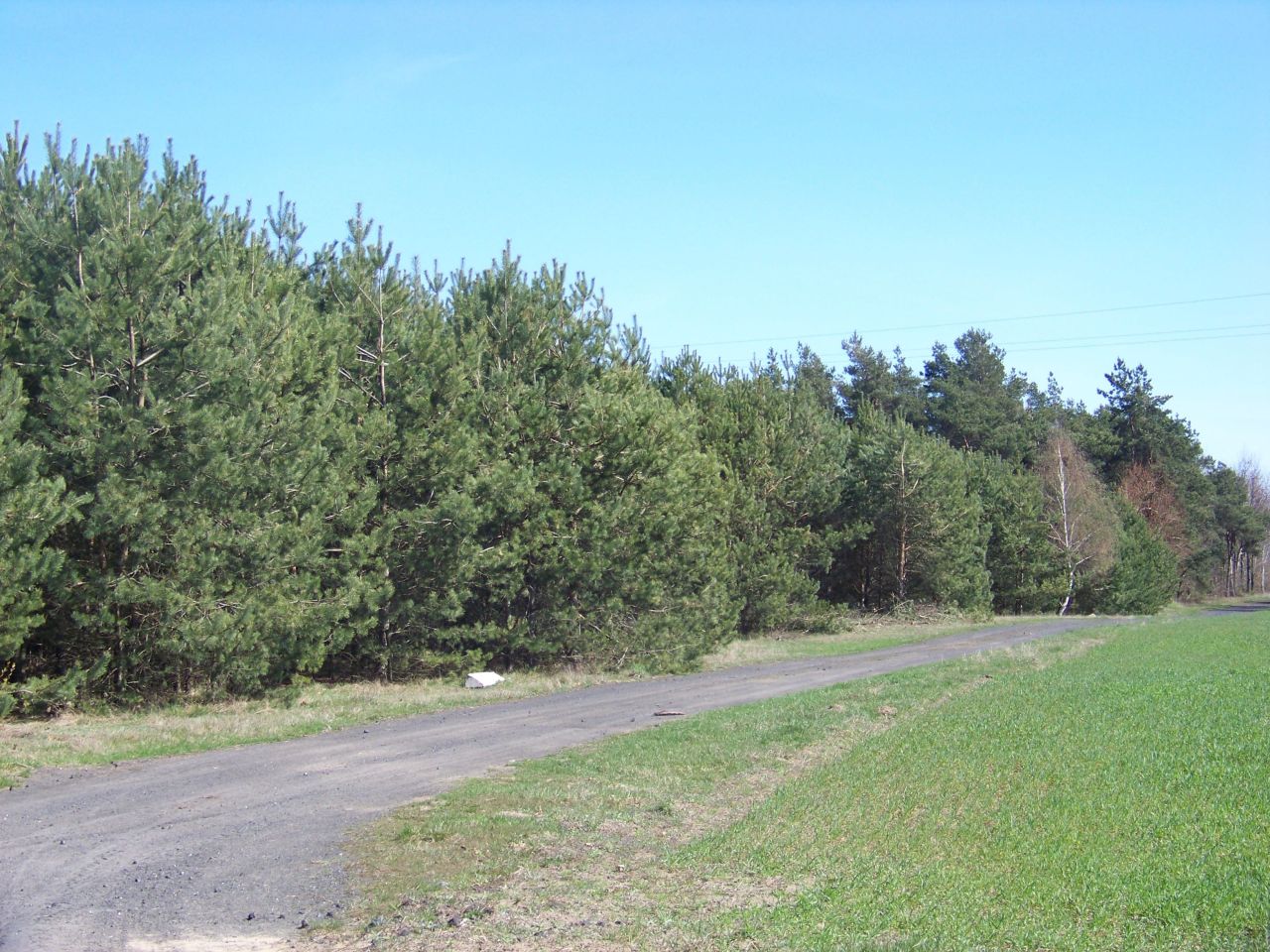 Działka rolna Kowalewo. Zdjęcie 1