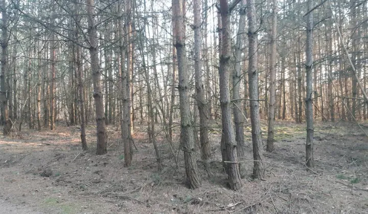 Działka leśna Dębno