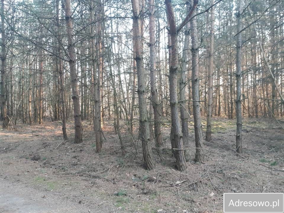 Działka leśna Dębno. Zdjęcie 1