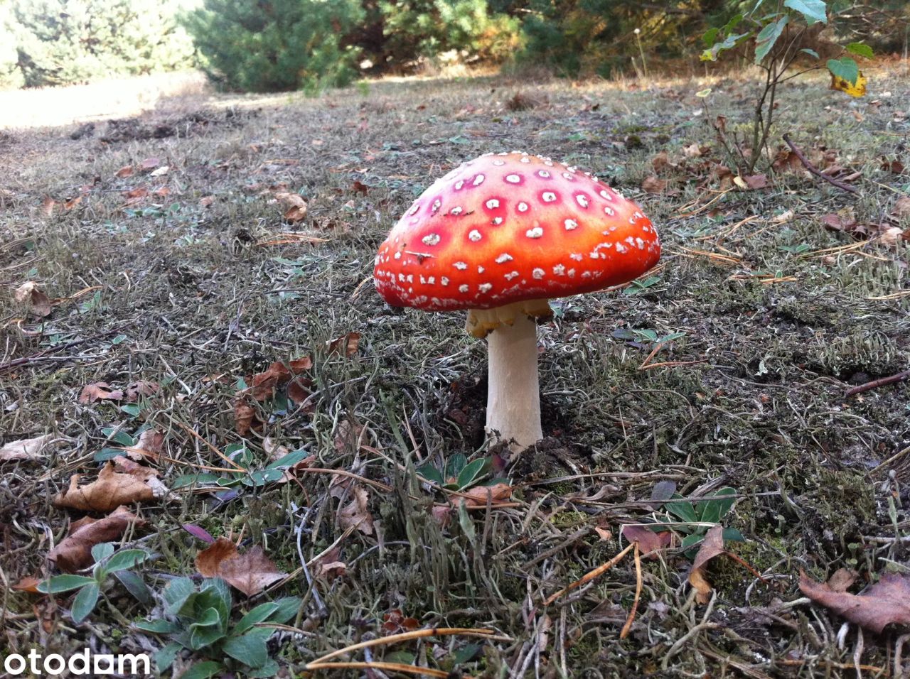 Działka inwestycyjna Paliwodzizna. Zdjęcie 7