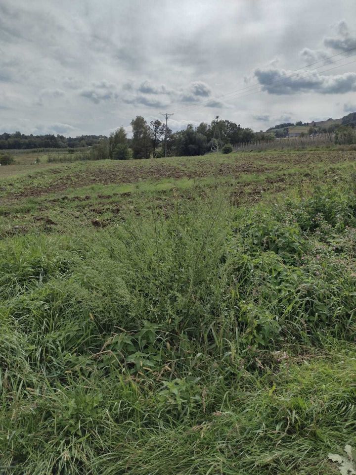 Działka budowlana Łososina Dolna. Zdjęcie 2