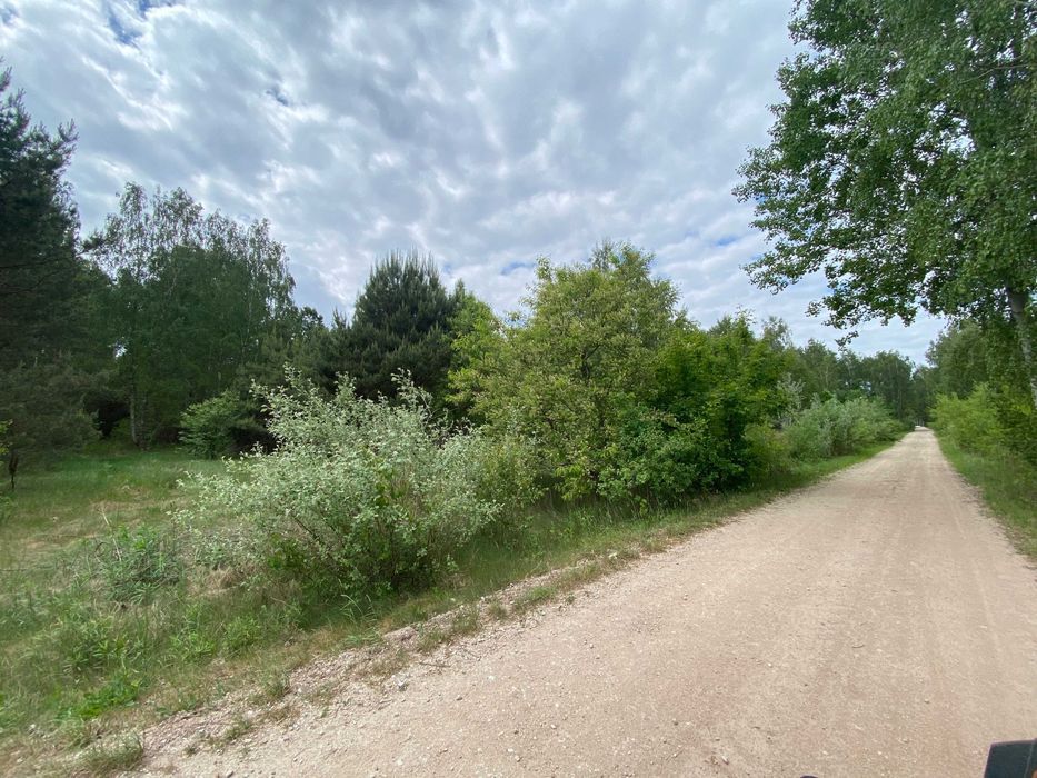 Działka leśna Polesie. Zdjęcie 5