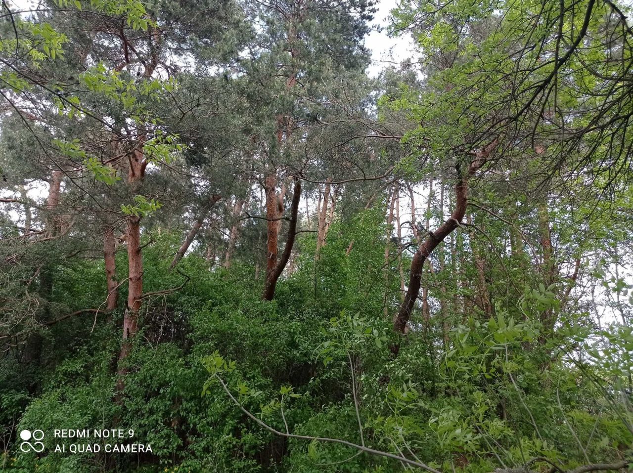 Działka budowlana Nowa Wieś. Zdjęcie 7