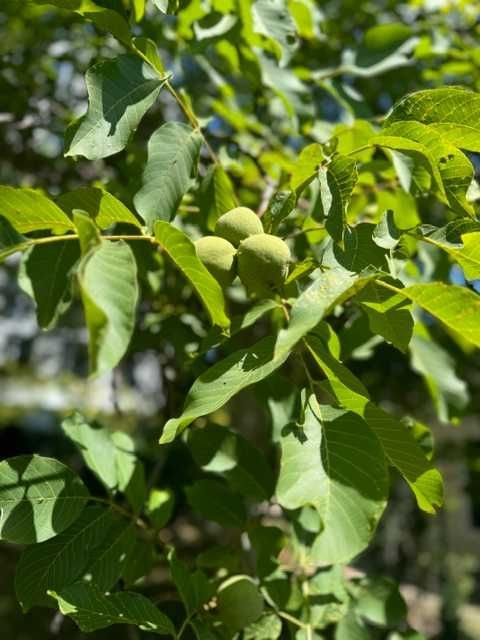 Działka rod Warszawa Ochota. Zdjęcie 4