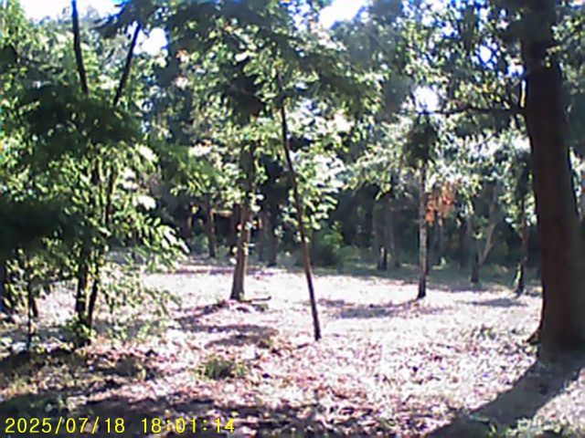 Działka budowlana Złotokłos, ul. Topolowa. Zdjęcie 1