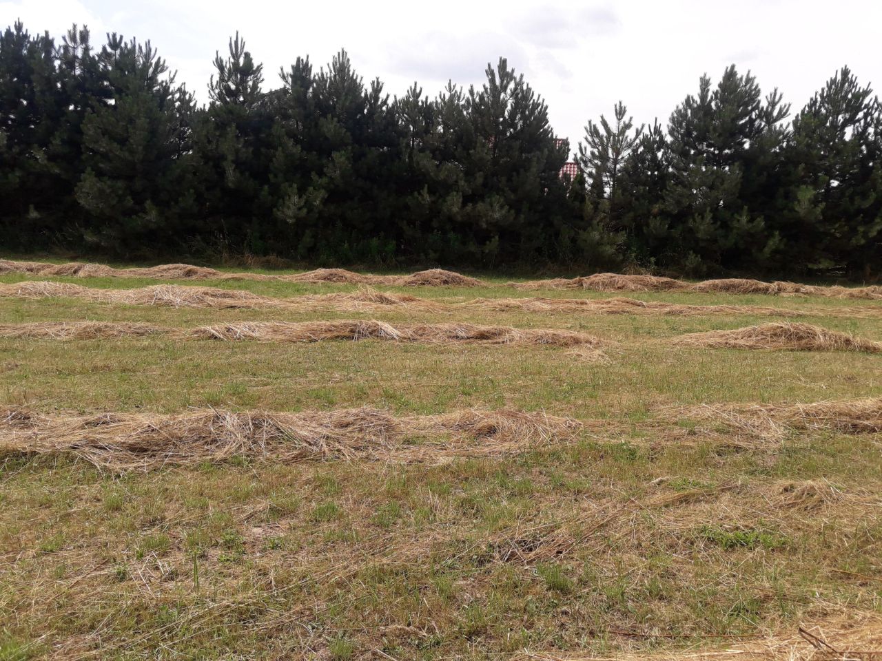 Działka rolno-budowlana Sobianowice. Zdjęcie 6