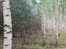 Działka leśna Drygały. Zdjęcie 2