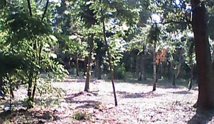 Działka budowlana Złotokłos, ul. Topolowa