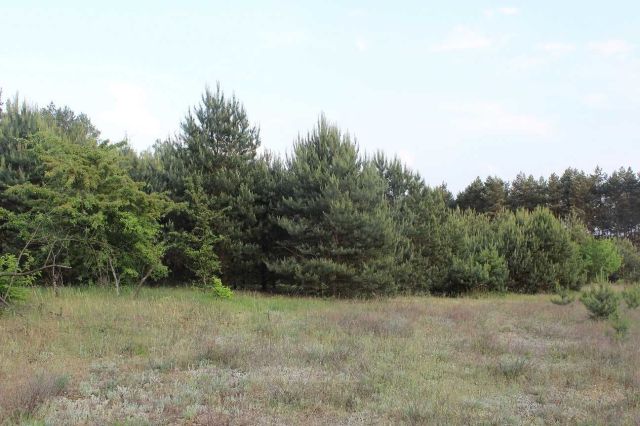 Działka budowlana Obrowo. Zdjęcie 1