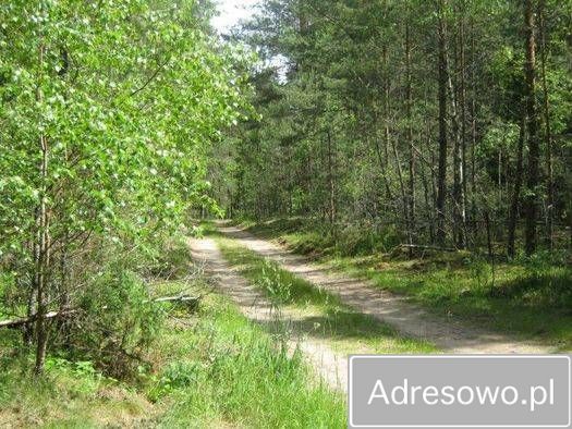 Działka leśna Lipowy Most. Zdjęcie 5