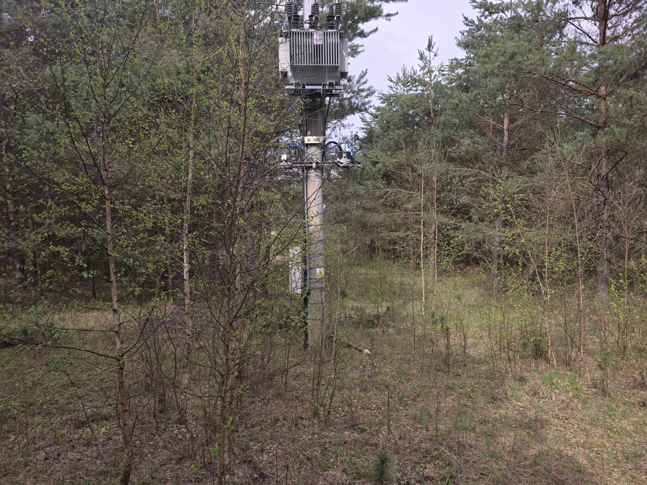 Działka leśna Ruś. Zdjęcie 10