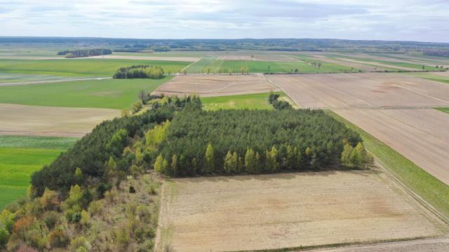 Działka leśna Puchały. Zdjęcie 9
