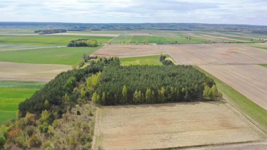 Działka leśna Pniewo. Zdjęcie 9