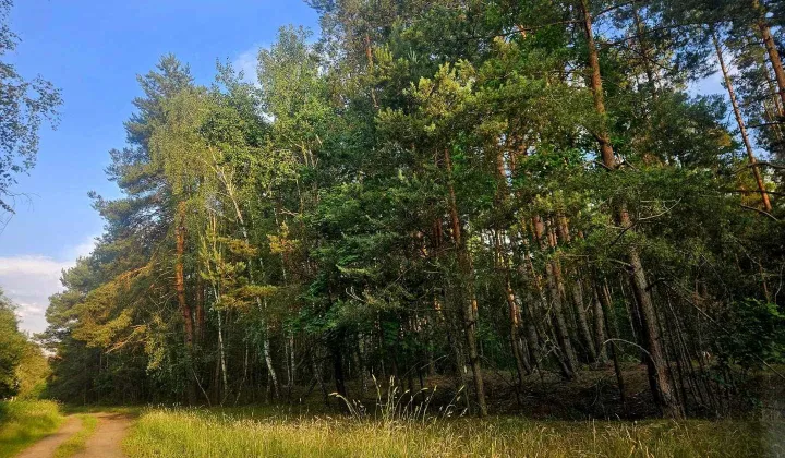 Działka leśna Choroszczynka