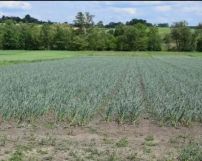 Działka rolno-budowlana Klimontów. Zdjęcie 3