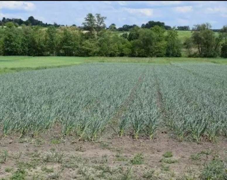 Działka rolno-budowlana Klimontów. Zdjęcie 4