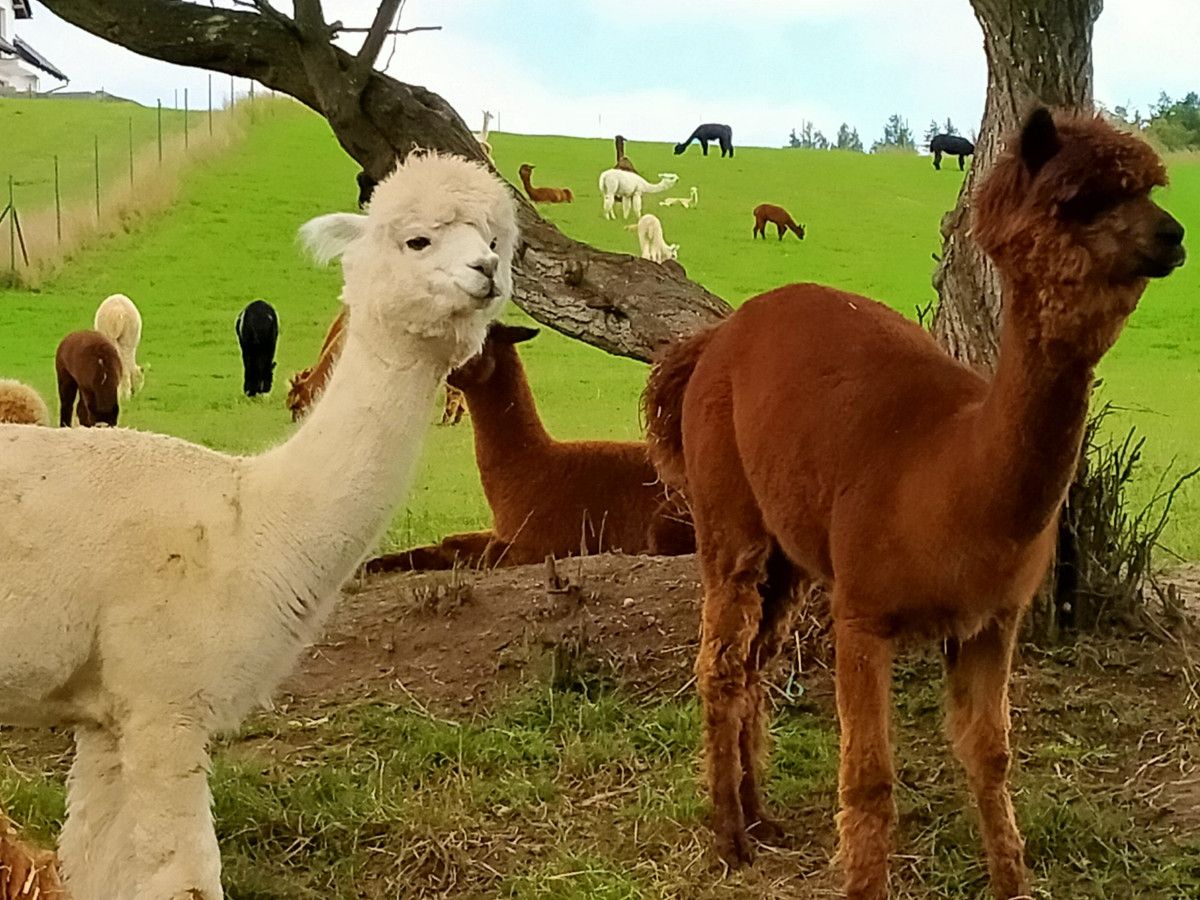 dom, 3 pokoje Łapalice, ul. Zamkowa. Zdjęcie 18