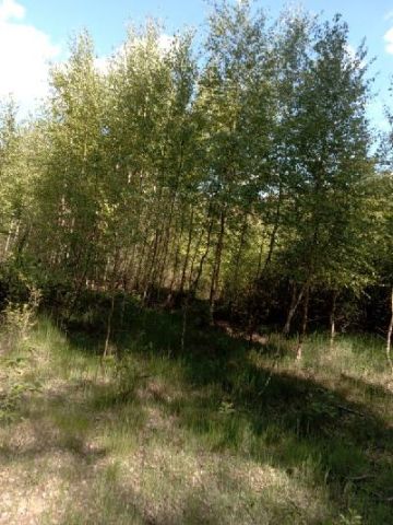 Działka leśna Będzeń. Zdjęcie 1