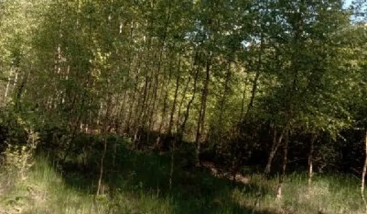 Działka leśna Będzeń