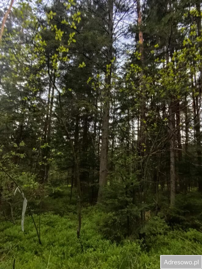 Działka leśna Nowy Lipowiec. Zdjęcie 3