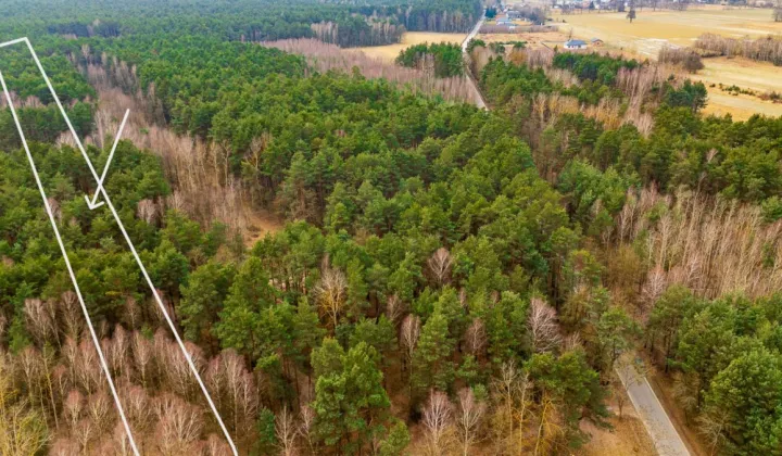 Działka leśna Szczerców, ul. Leśna