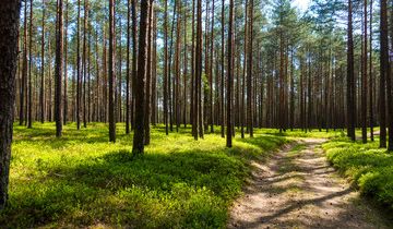 Działka leśna Stare Lipki