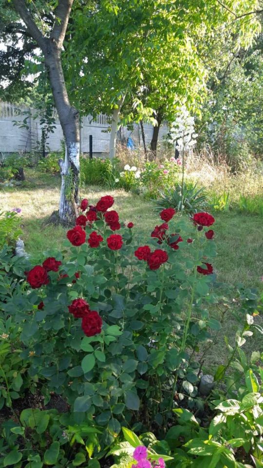 Działka rod Wrocław Psie Pole, al. Marcina Kromera. Zdjęcie 3