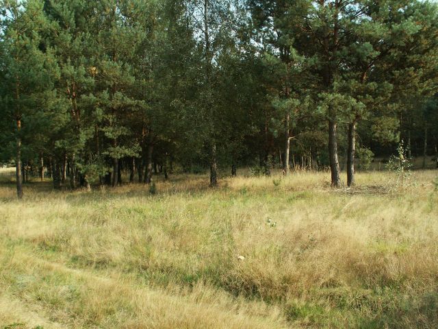 Działka rolno-budowlana Łowyń, ul. Leśna. Zdjęcie 7