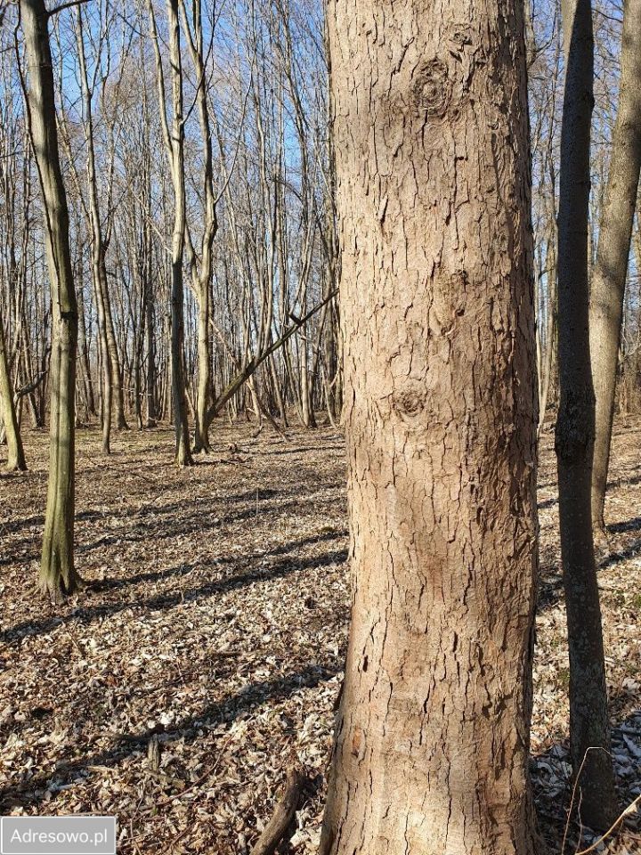 Działka inwestycyjna Wręcza. Zdjęcie 14