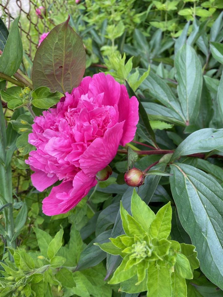 Działka rod Gdańsk. Zdjęcie 32