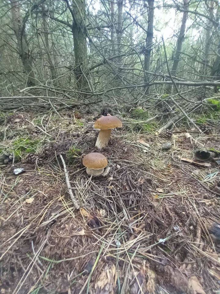 Działka rolna Grubsko. Zdjęcie 11