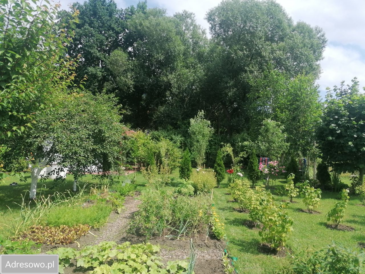 Działka rod Ostrowiec Świętokrzyski, ul. Las Rzeczki. Zdjęcie 1