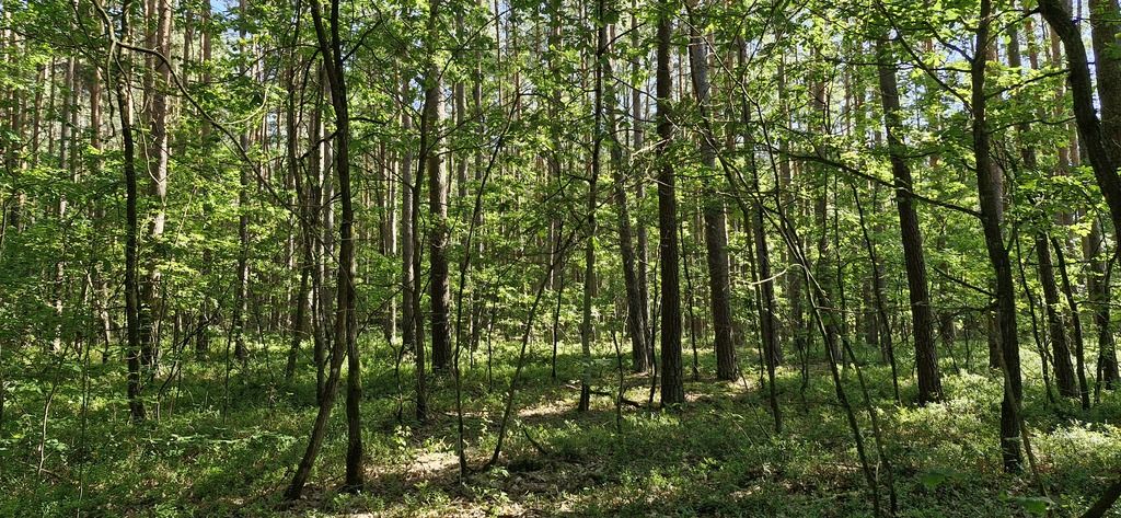 Działka leśna Wilkowyja. Zdjęcie 3