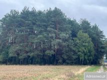 Działka leśna Zabłocie. Zdjęcie 1