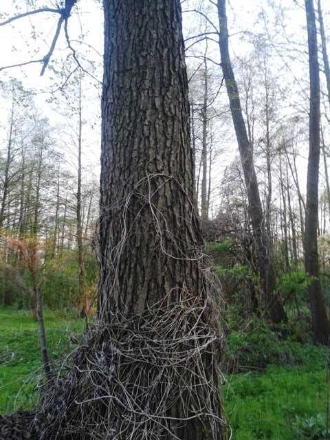 Działka rolna Piotrówek. Zdjęcie 3