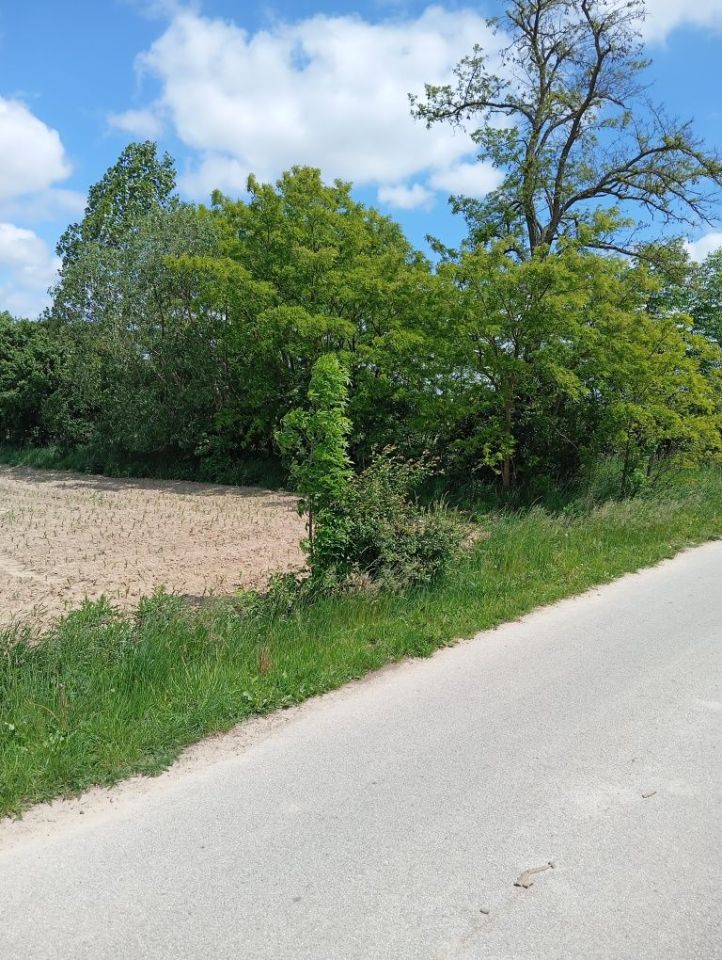 Działka rolna Zosinów Klotyldów. Zdjęcie 6
