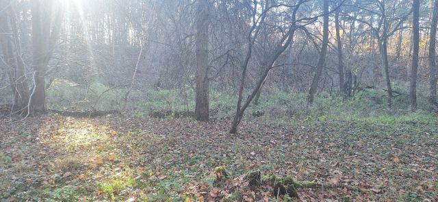 Działka leśna Zawady. Zdjęcie 1